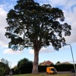 “BANANAVAN” FOR SALE – Ford Transit Custom LWB High Roof – £7,777 🍌 👉 the number of sevens is negotiable 😉 - Thumbnail 2